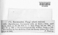 Albifimbria verrucaria image